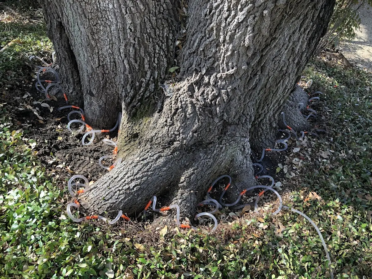 Detailed Tree Cabling and Bracing job site in Dyess Afb